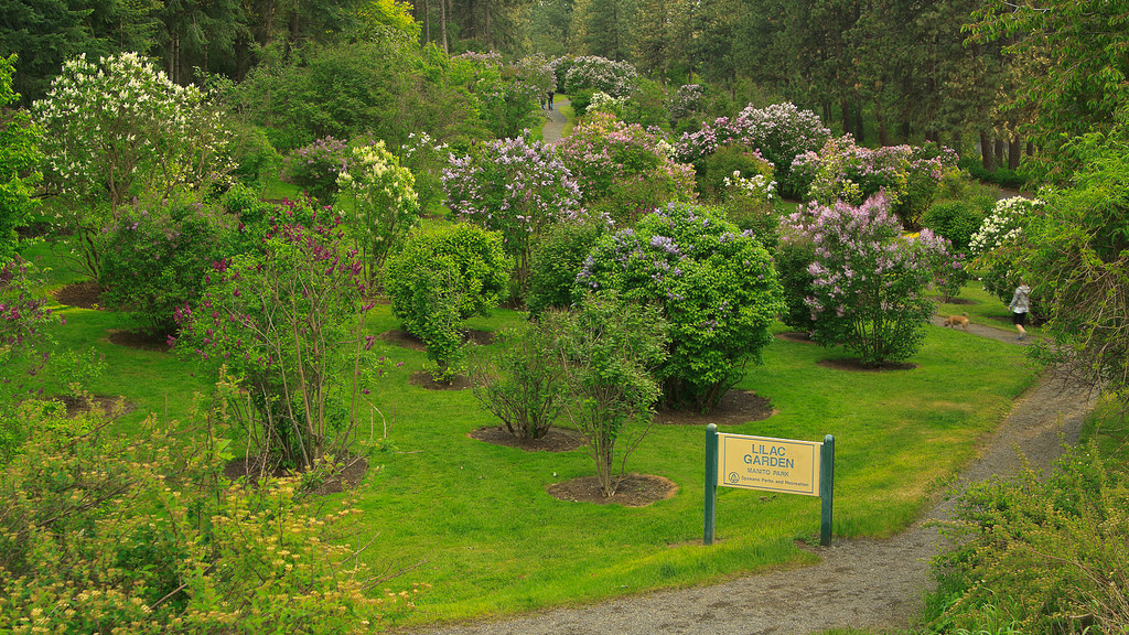 Image of Lilac Garden